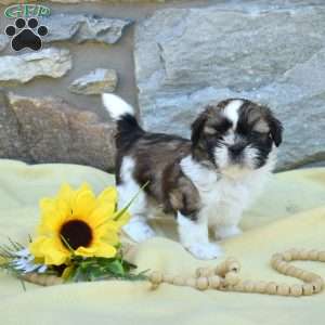 Corduroy, Shih Tzu Puppy